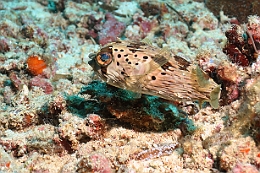 Sipadan_2015_Diodon ou porc epic a taches_Diodon holocanthus_IMG_2680_rc